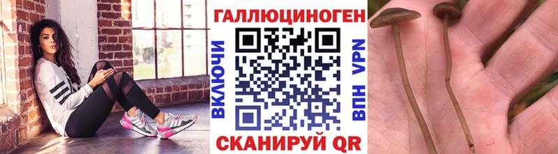Галлюциногенные грибы Psilocybine cubensis  Купить где  Палласовка 